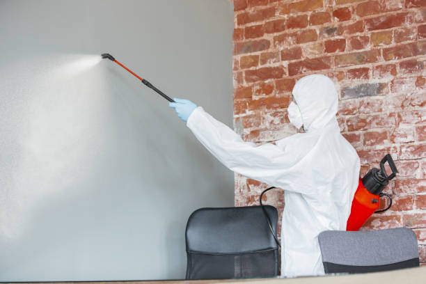 Best Mold Remediation for Vacation Homes  in Carpentersvle, IL