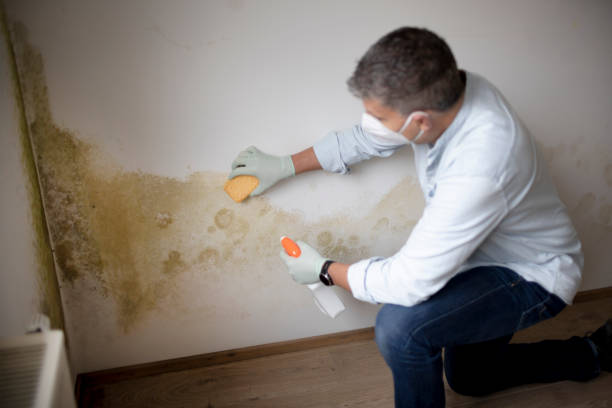 Carpentersvle, IL Mold Removal Pros