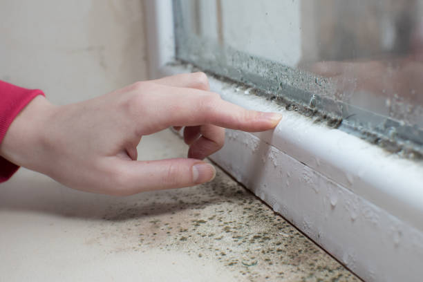 Best Attic Mold Removal  in Carpentersvle, IL